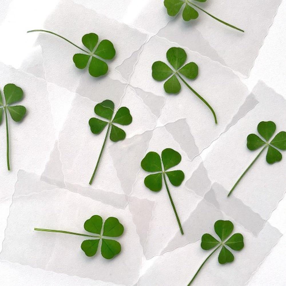 행운의 네잎클로버 생화 책갈피 코팅 카드 1장