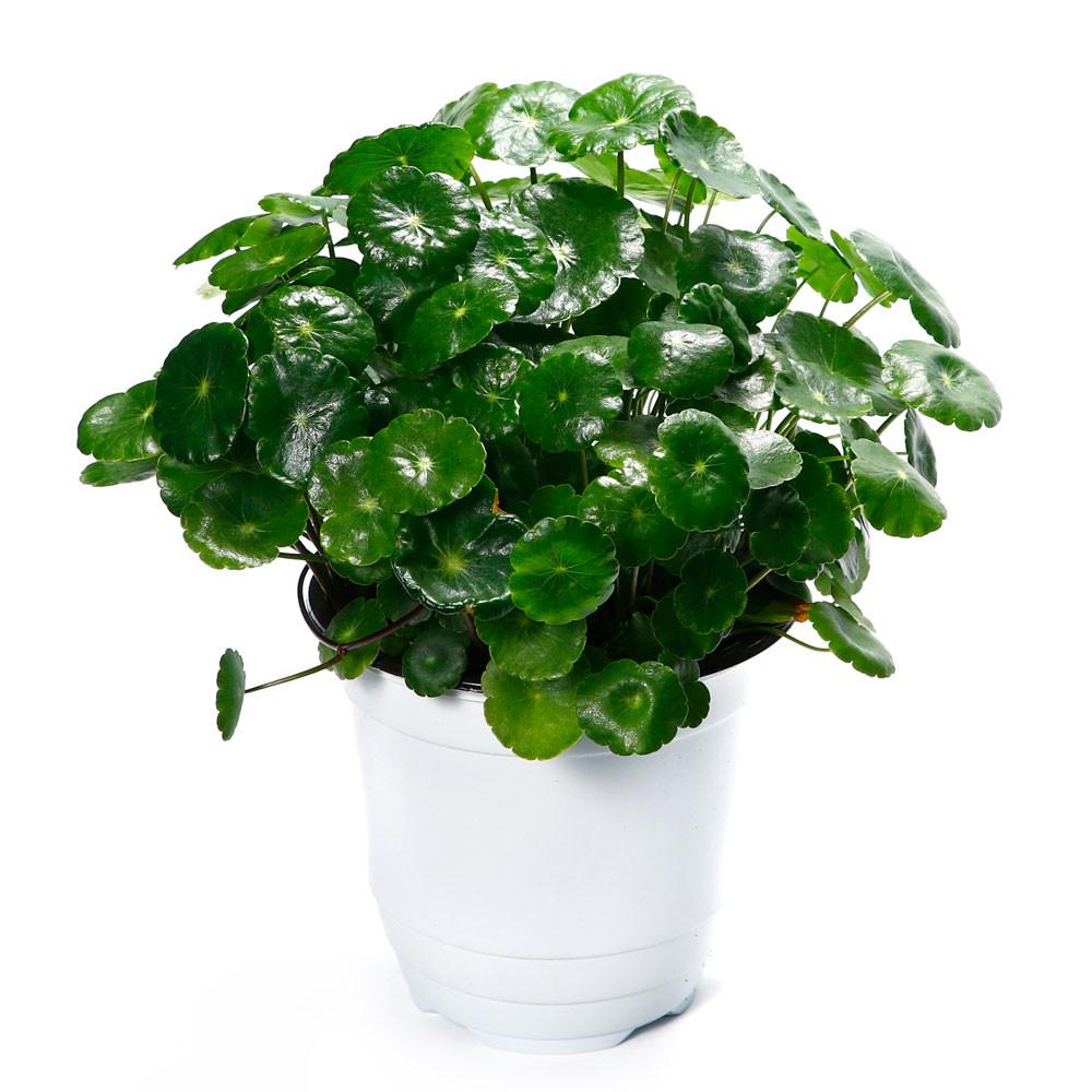 [포르투나] 워터코인 수경재배 수경식물 관엽 공기정화식물 실내인테리어 (중품) 생화 화분