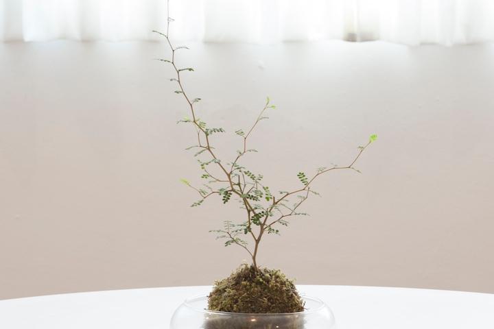 야생화 마오리 소포라 코케다마_유리볼