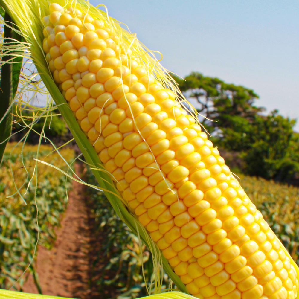 첫 출하 제주 초당 옥수수 특품 5개+5개(총10개입) (15cm 이상)