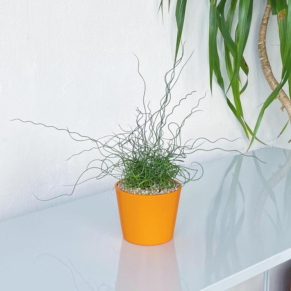 스프링골풀 준쿠스 꼬불이 수경식물 감성 플랜테리어 식물