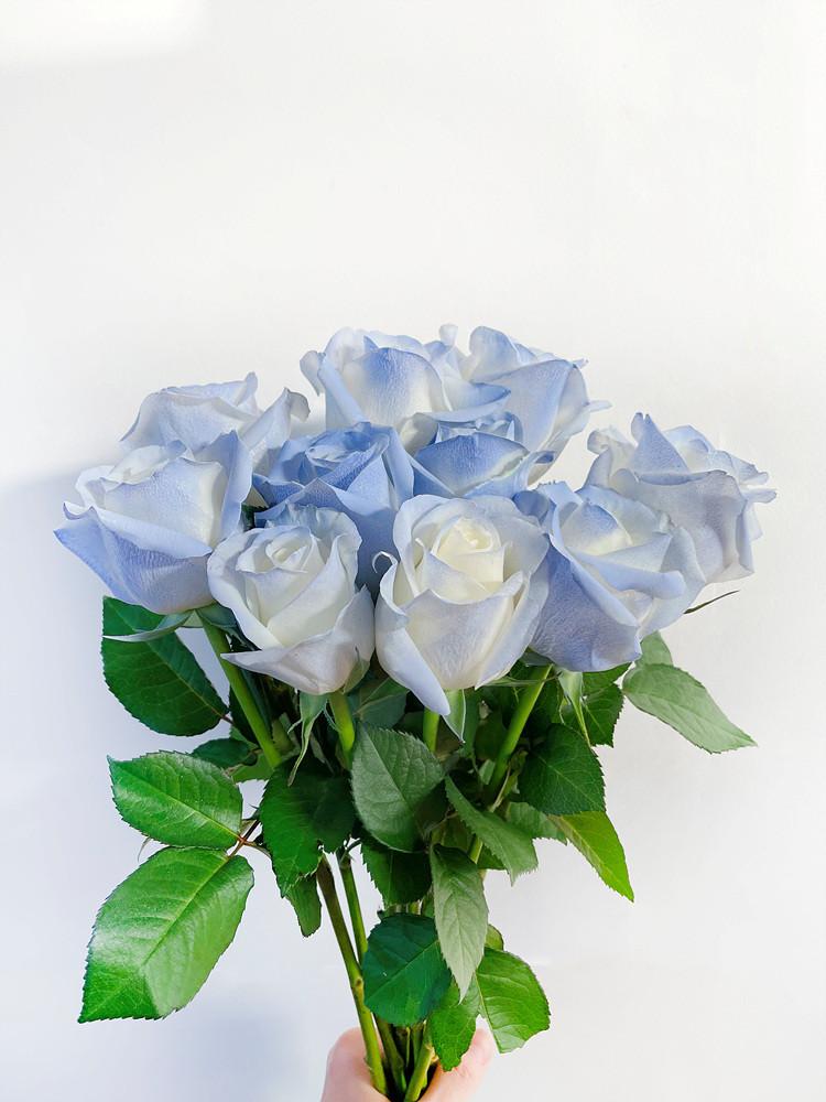 [코코 플라워] 스카이블루장미 생화택배 꽃배달싼곳 5송이 10송이
