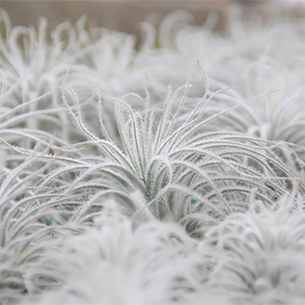 [블룸]틸란드시아 텍토름_