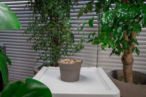 [Stone series] 나팔 화분M