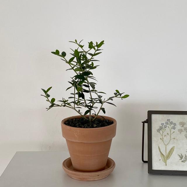 미니 올리브나무 외목대