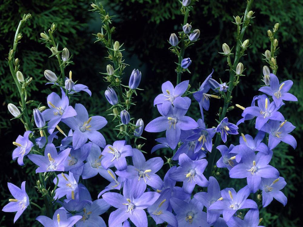 캄파눌라 피라미달리스 블루 (Campanula pyramidalis Blue)모종 : 도개화원