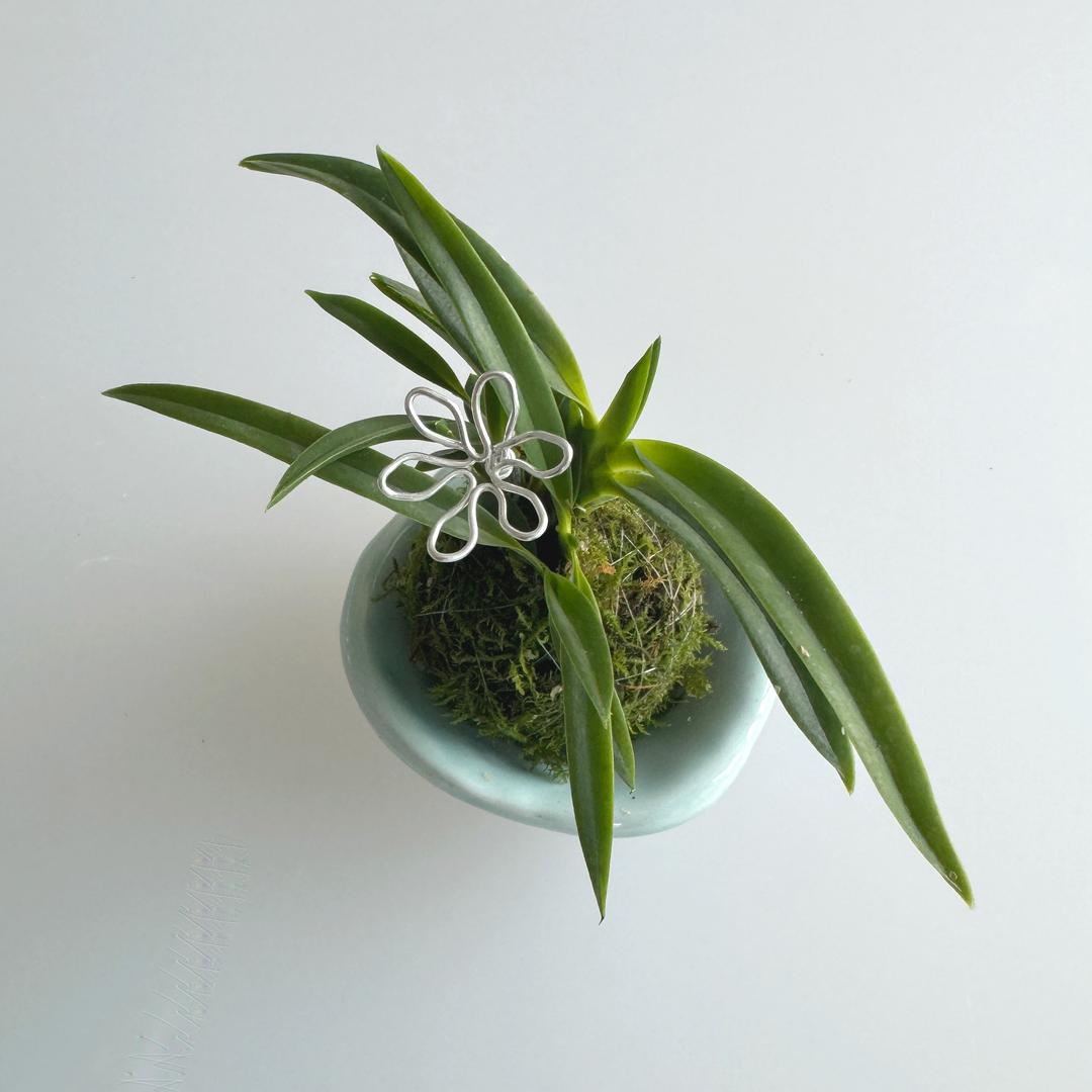 풍란 코케다마 키트