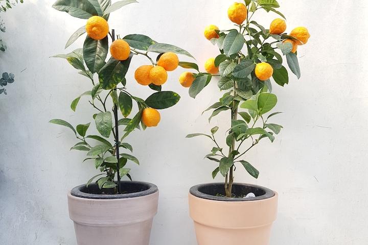 레몬오렌지 나무 이태리 토분set