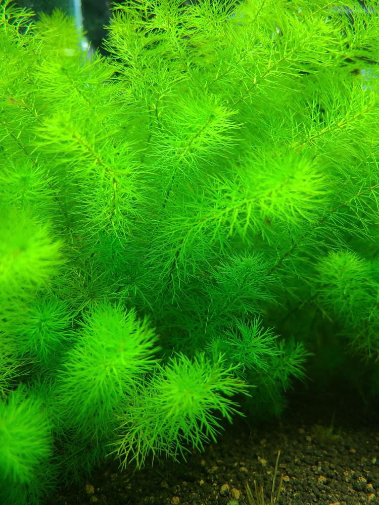 밀리오필름sp 가이아나 드워프 5촉 중경 수초