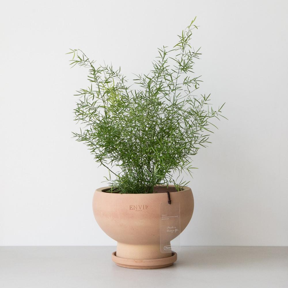 아스파라거스 스프렌게리 분위기 감성 플랜테리어 식물