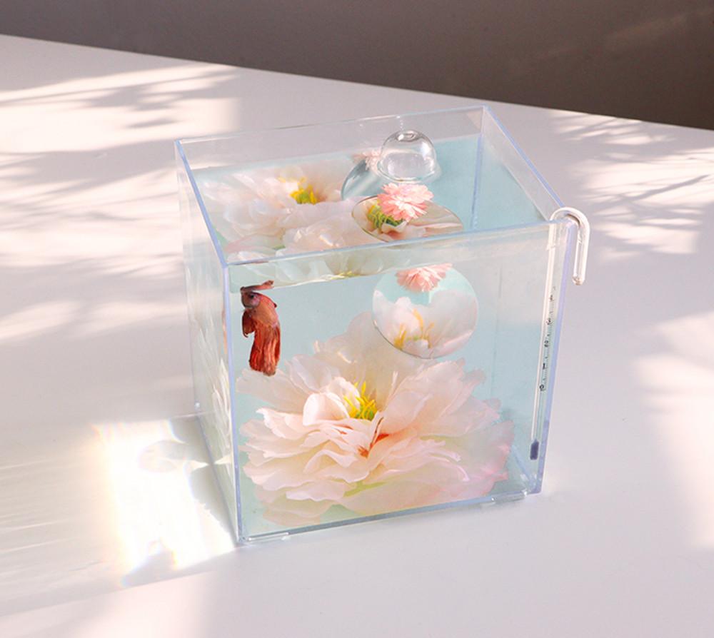꽃 어항세트 베타 구피 키우기 미니 아크릴 예쁜 어항 꽃침대 뚜껑 낮은