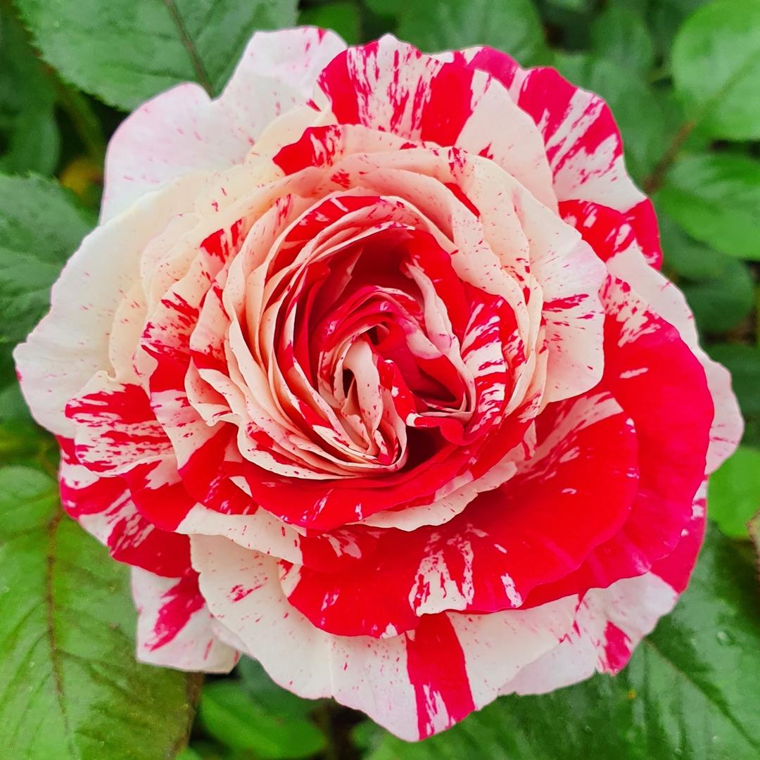 센티멘탈 (Scentimental)