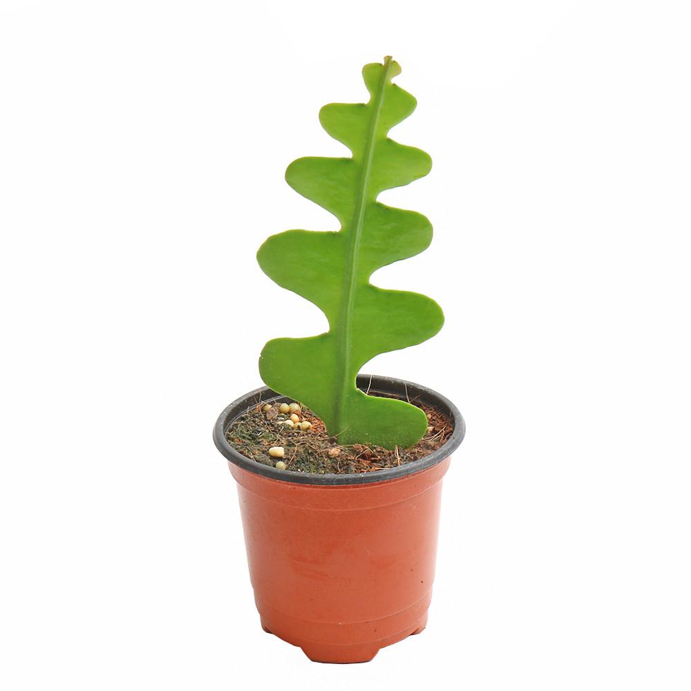 갑조네 피쉬본 소품 생선뼈선인장 다육식물 실내 공기정화식물 인테리어 플랜테리어 반려식물