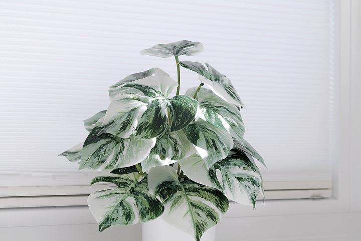 희귀 식물 몬스테라 무광 화분 세트