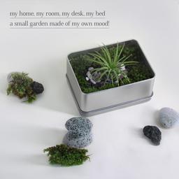 [모스테라피] 모스테라피 키트/ DIY/KIT/미니화분/공기정화식물/탈란드시아 이오난사/비단이끼