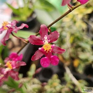 오돈토 레드벨벳 향기꽃