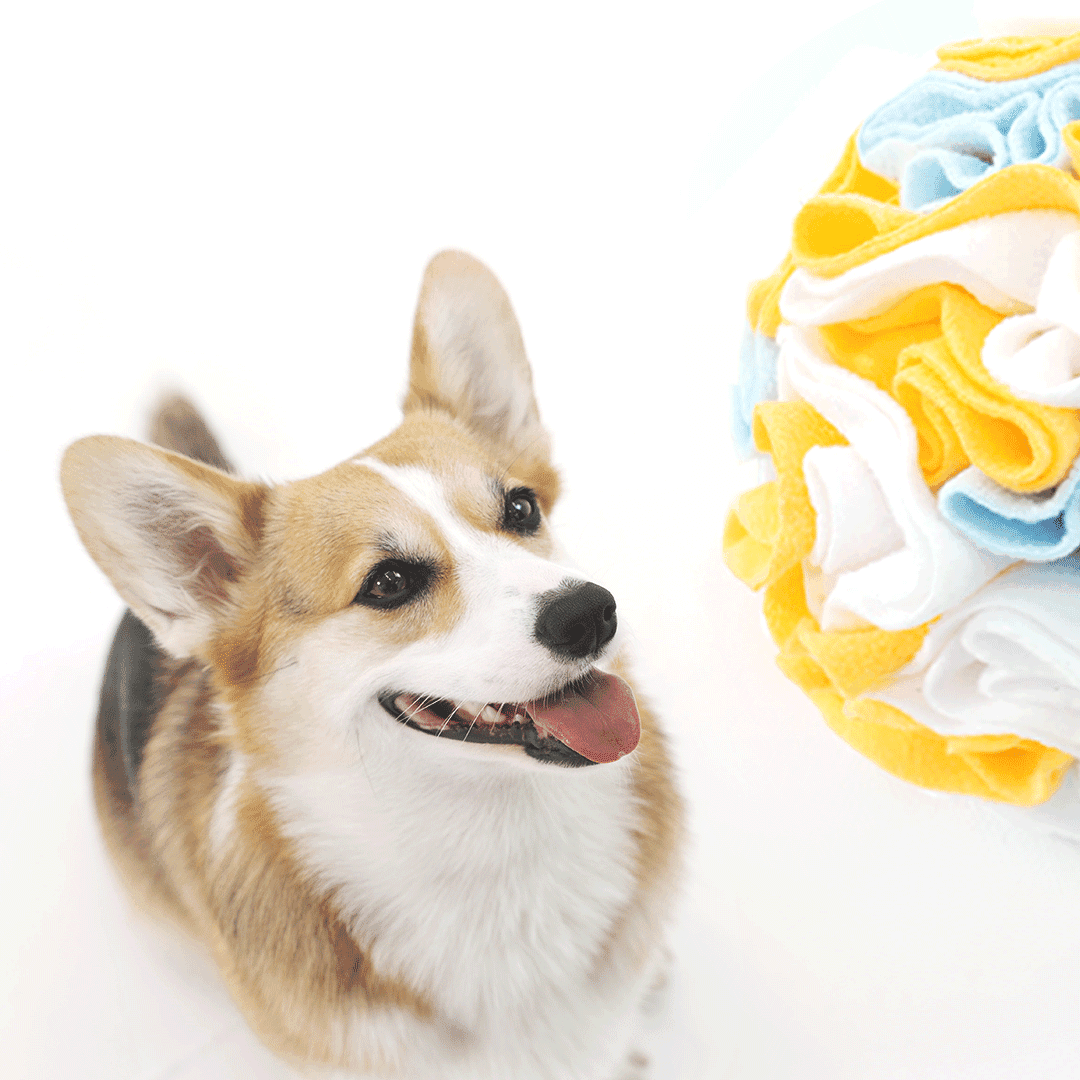 버디부 스니피볼,레이어드 간식공 노즈워크매트 분리불안 스너플