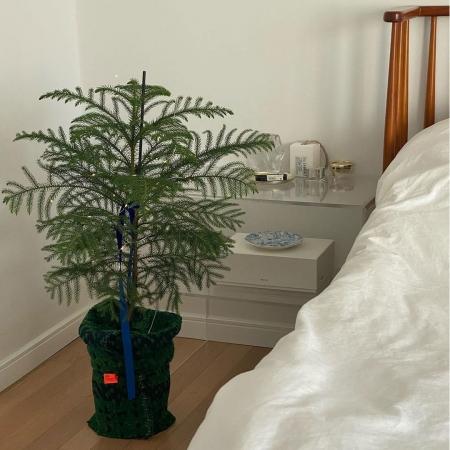 [르위켄단독] 그로브 pot cover 크리스마스 트리 화분 커버