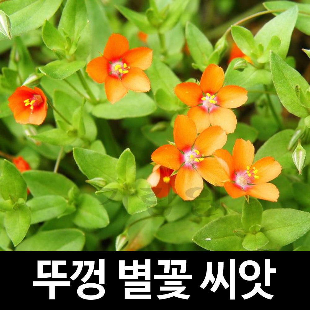 뚜껑 별꽃 씨앗 앵초 봄맞이꽃 종자 꽃씨 꽃씨앗 ( anagallis seeds 50알 )