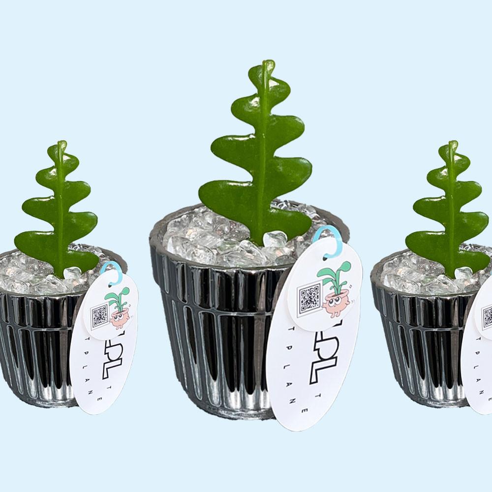 피쉬본 생선뼈선인장 SILVER METAL 키우기쉬운 전자파차단식물