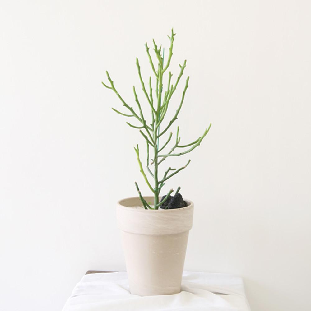 유포르비아 중형 청산호 연필선인장