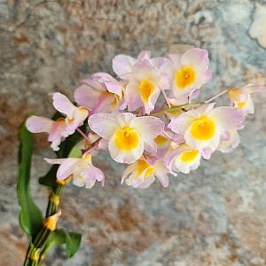 덴드로비움   파메리 색상랜덤발송