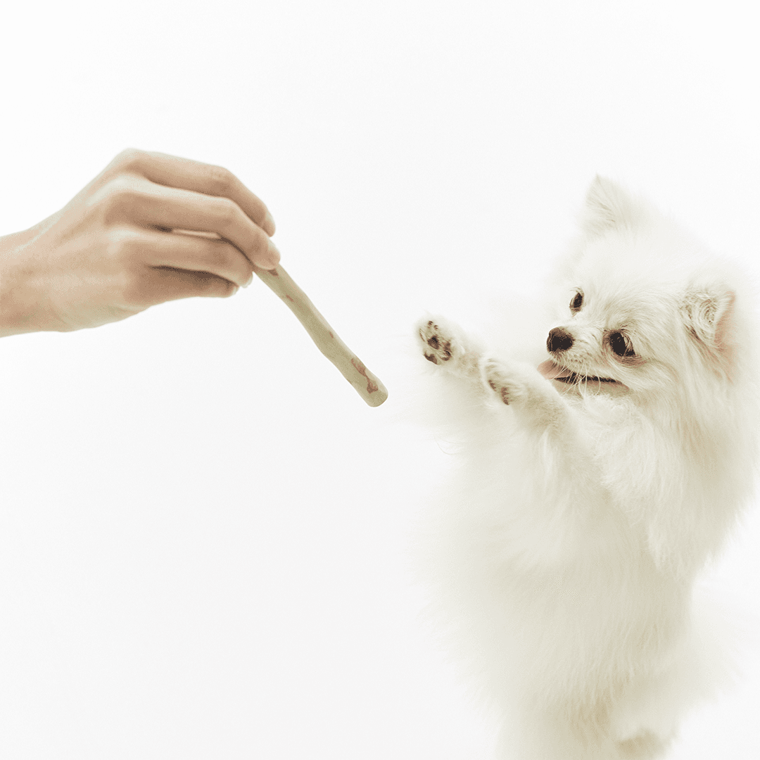 버디부 버디츄, 이갈이장난감 강아지 천연 애착스틱 커피나무츄