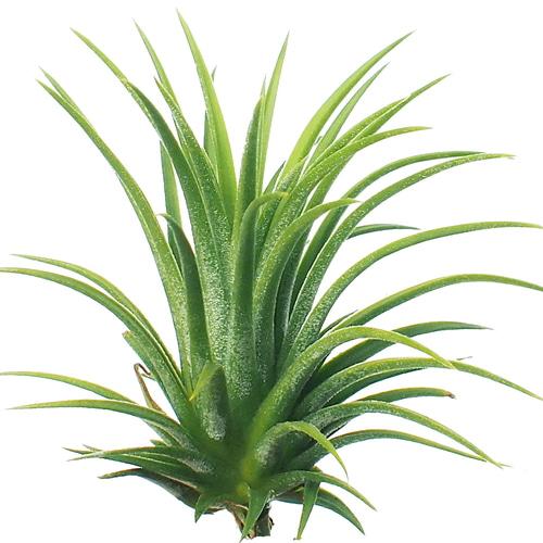 공기정화식물 미니식물 틸란드시아 이오난사