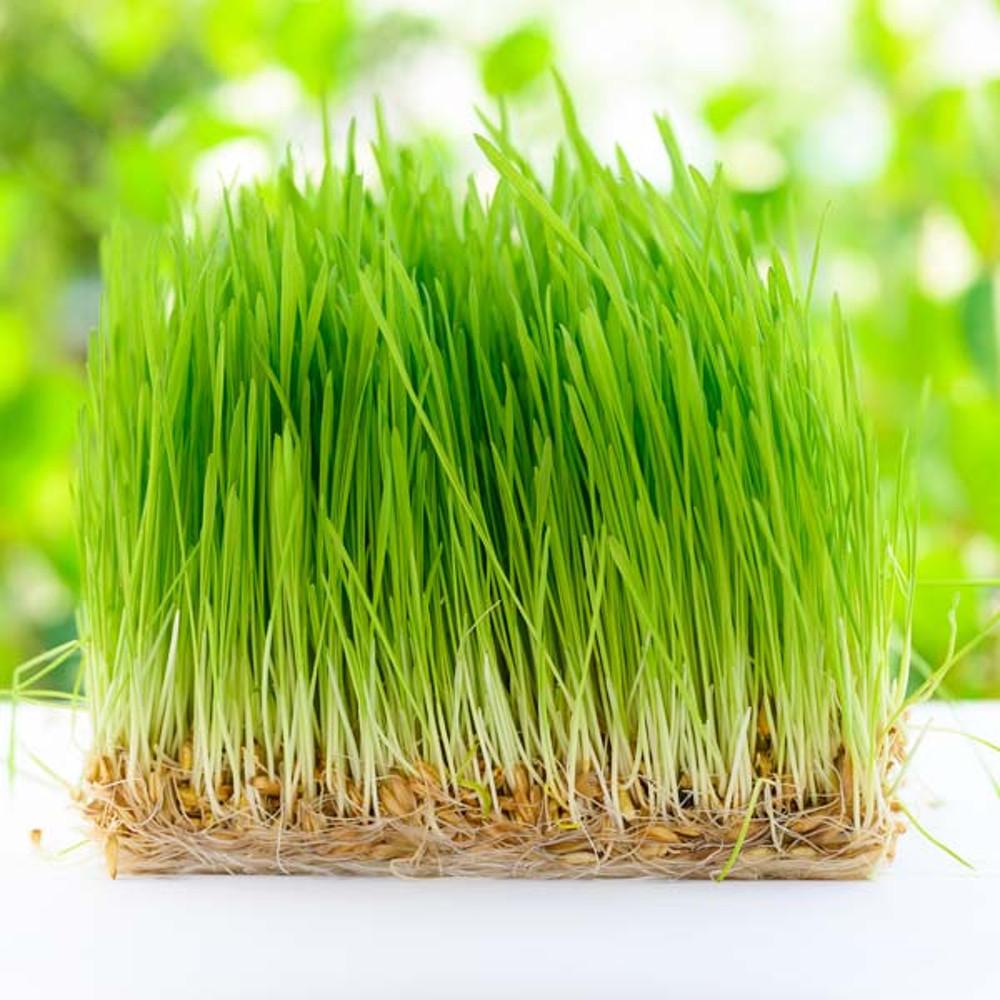 [땡스스탬프] 고양이 캣그라스 다자란 무농약 완제품 수경재배