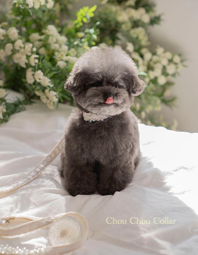 Chou Chou Collar (Lemon Vanilla)