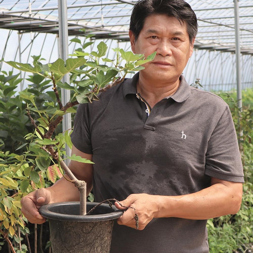 무화과나무 3년생 (결실주) 화분묘 무화과 묘목