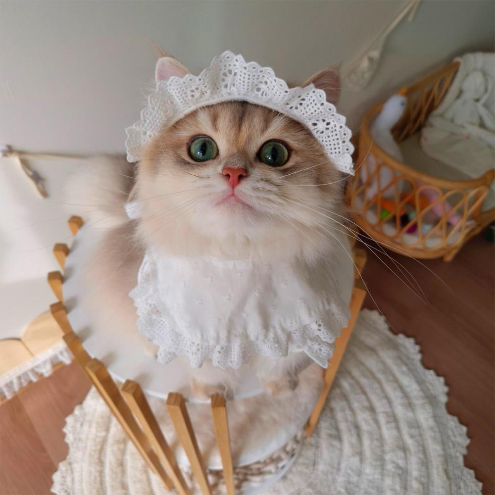 [NEW신상] [무료배송] 개달당 요거트 레이스 프릴 모자 케이프 2종 SET XS-XL