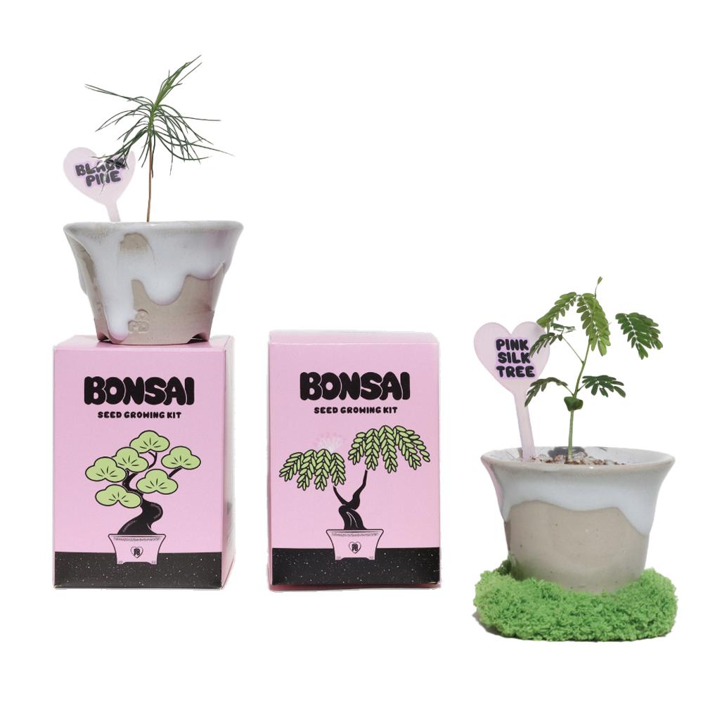 분재 씨앗 키트 - 2TYPE 해송/자귀