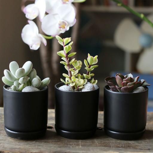 [3종세트] 블랙앤화이트 다육미니화분