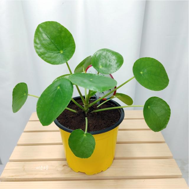 필레아페페 소품 중품 페페로미아 키우기 쉬운 공기정화식물