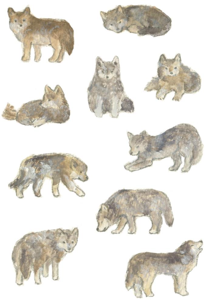 회색늑대 스티커