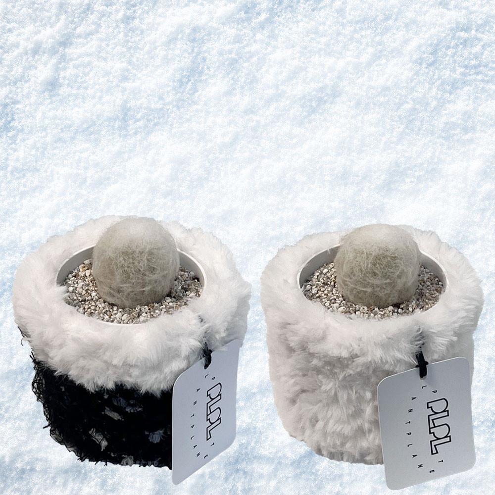 눈사람 환락 희귀 선인장 x snow pot / 키우기쉬운식물 플랜테리어 화분선물