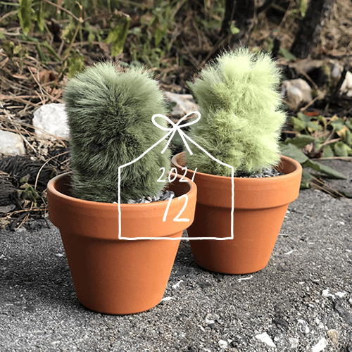 2021.12 Pseudoespostoa melanostele