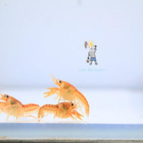 미니 오렌지 가재