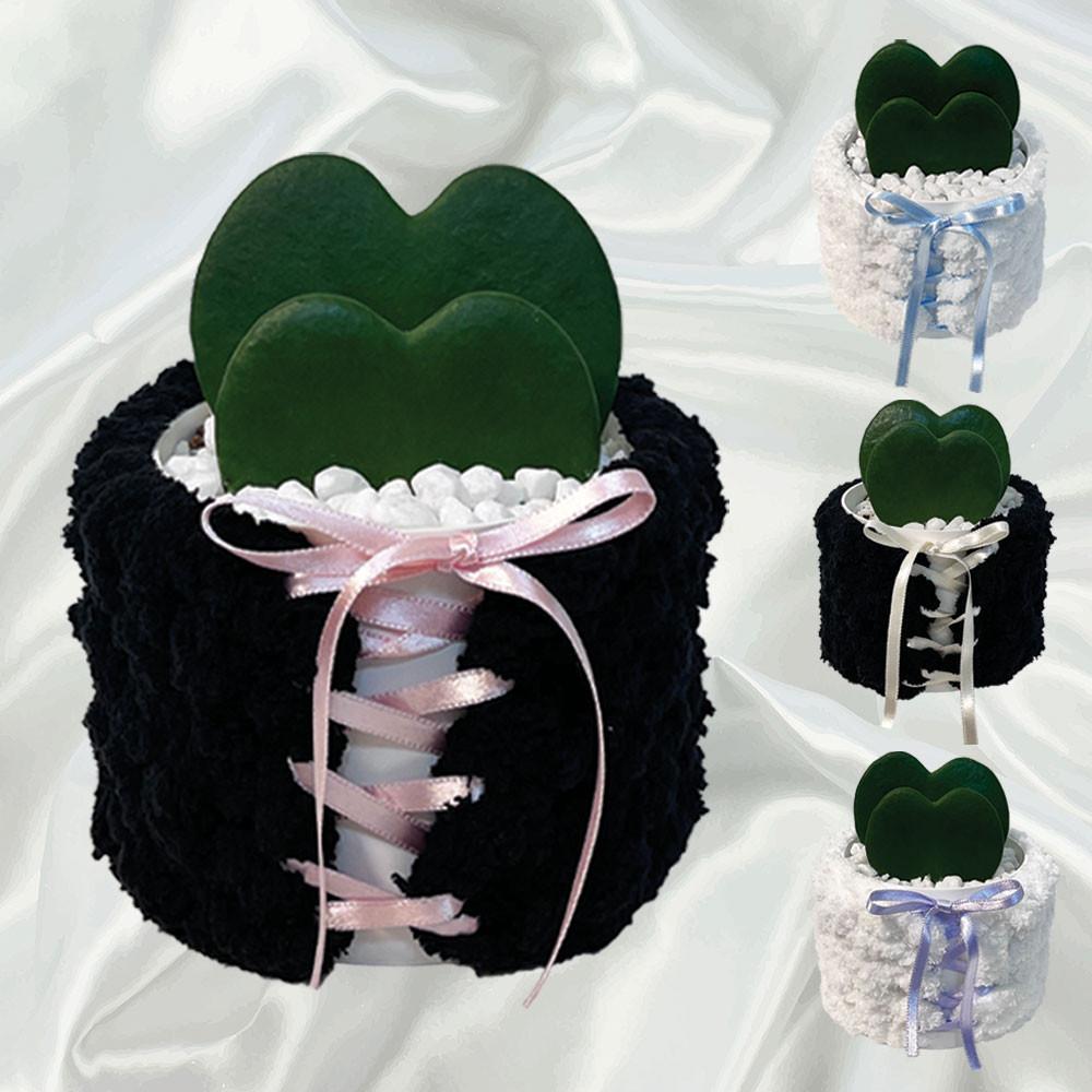 더블 하트호야 x Toeshoes 팟/ 공기정화식물 인테리어 플랜테리어 키우기 쉬운 식물 : 피엘피엘 PLPL