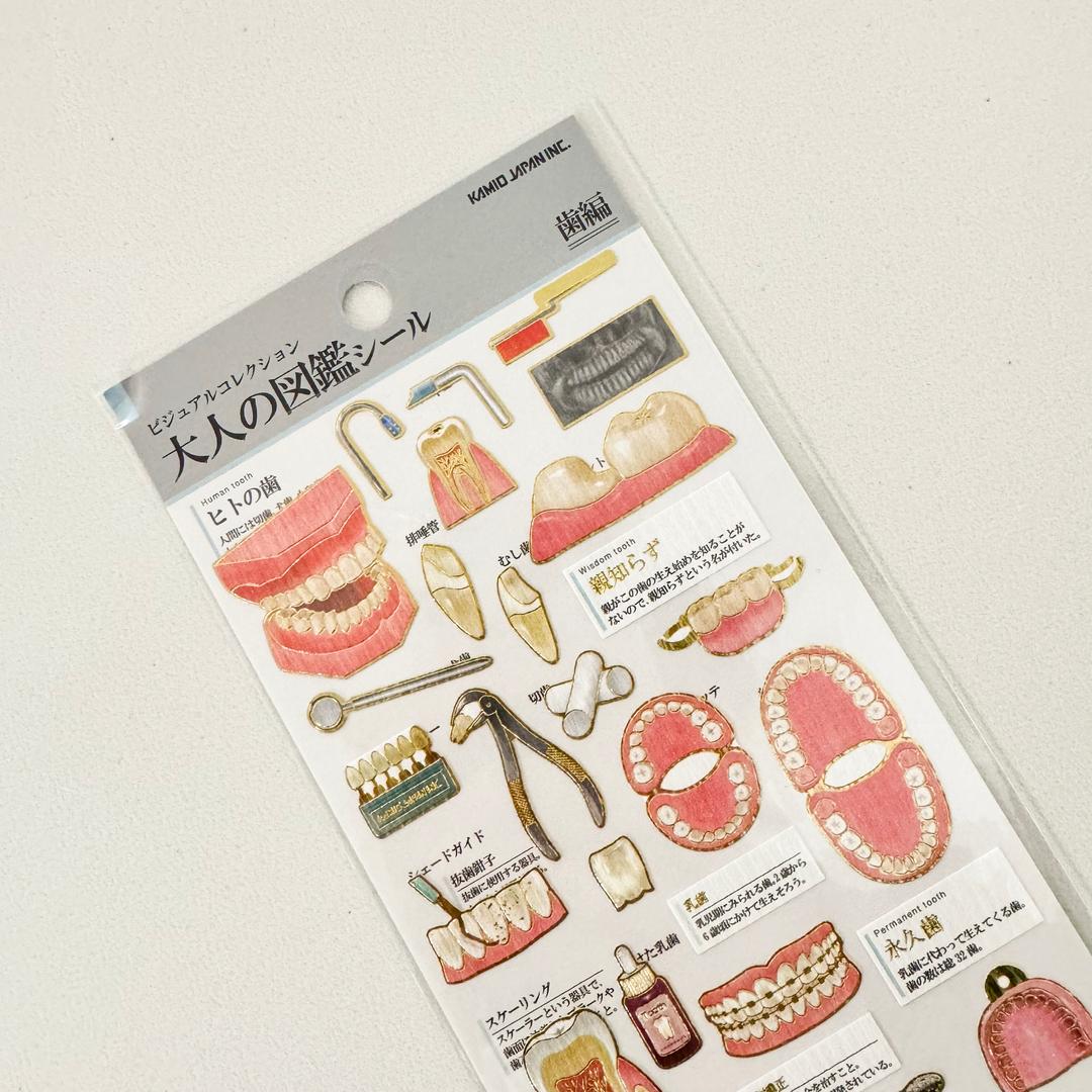 카미오재팬 어른도감 스티커 / 치아 이빨 224587 어른의도감 다이어리 다꾸 일본 문구