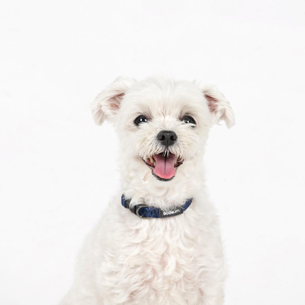 [강형욱 제작] 보듬 어드벤처 목줄 (소형)