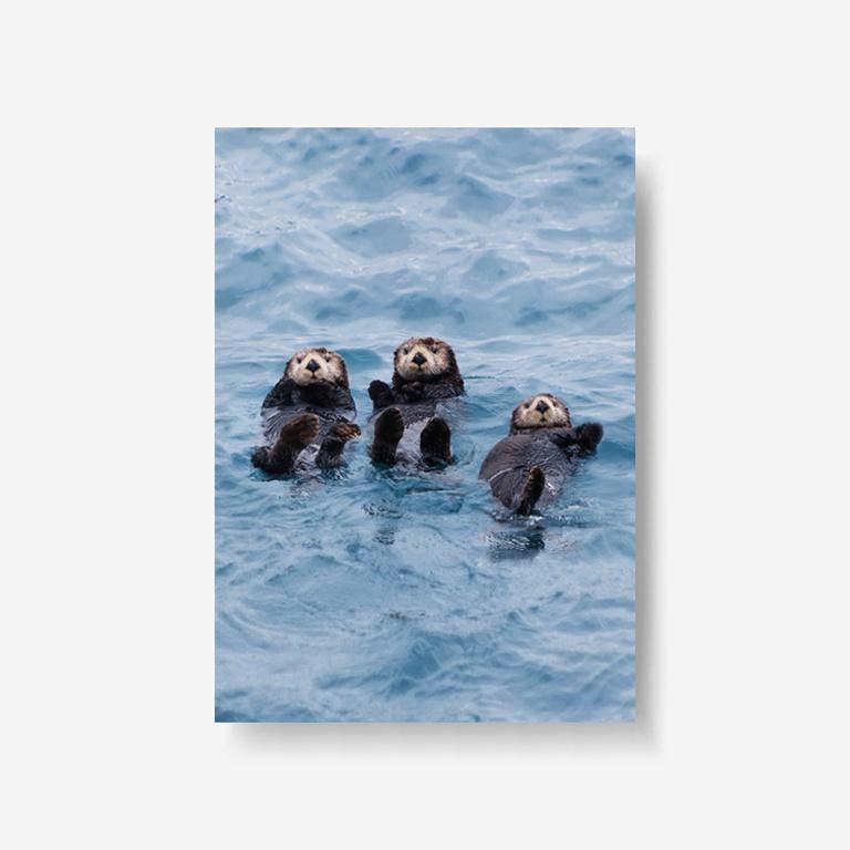 [trio sea otter poster] 해달 수달 동물 바다 여름 포스터