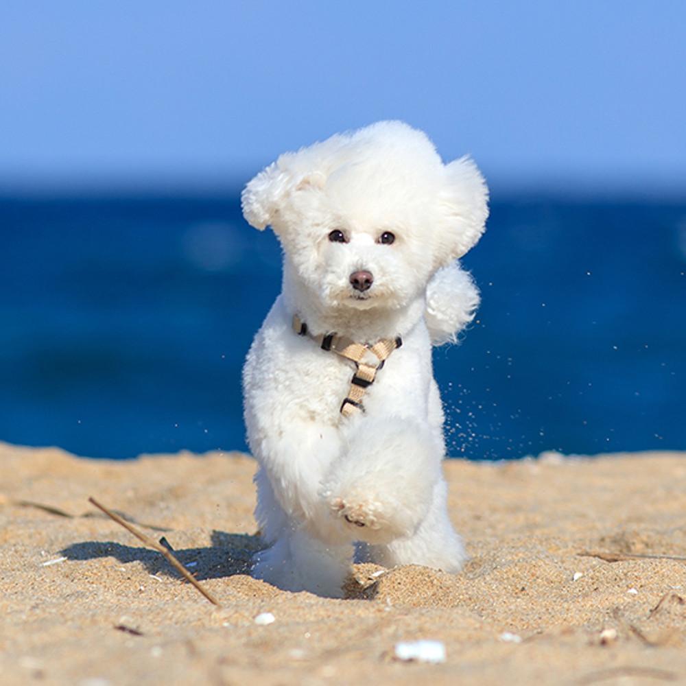 [강형욱 제작] 보듬 어드벤처 가슴줄 (기본형)