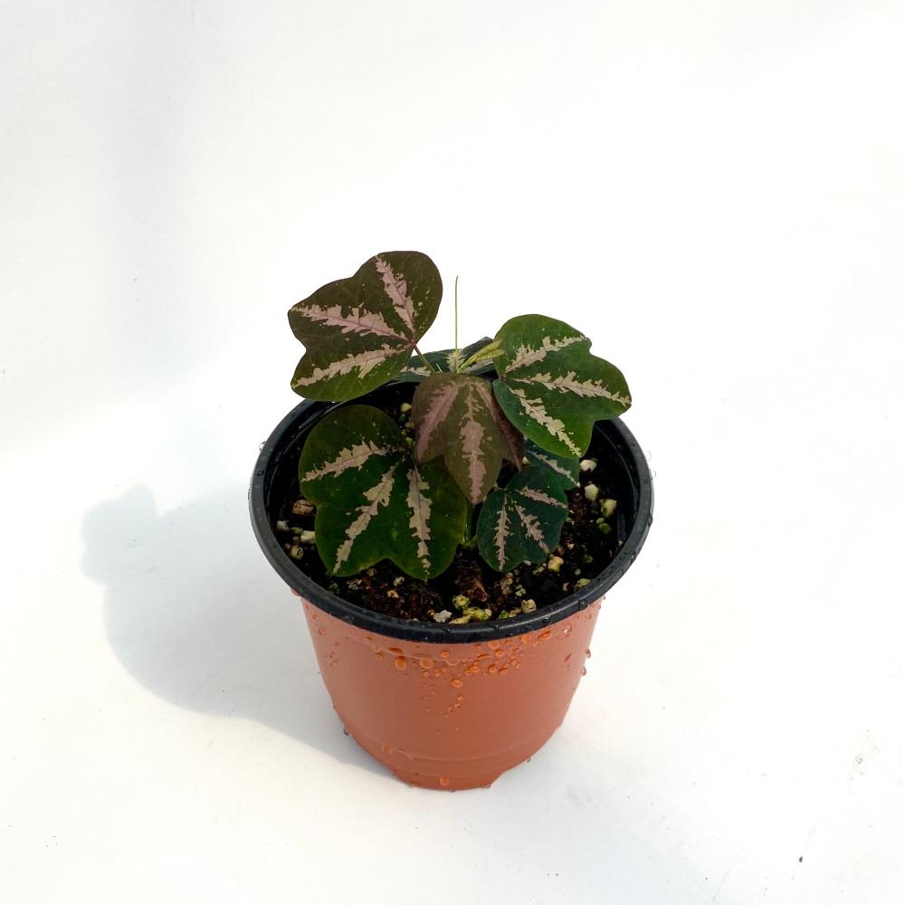 오리발 시계초 보라색 덩굴 공기정화식물