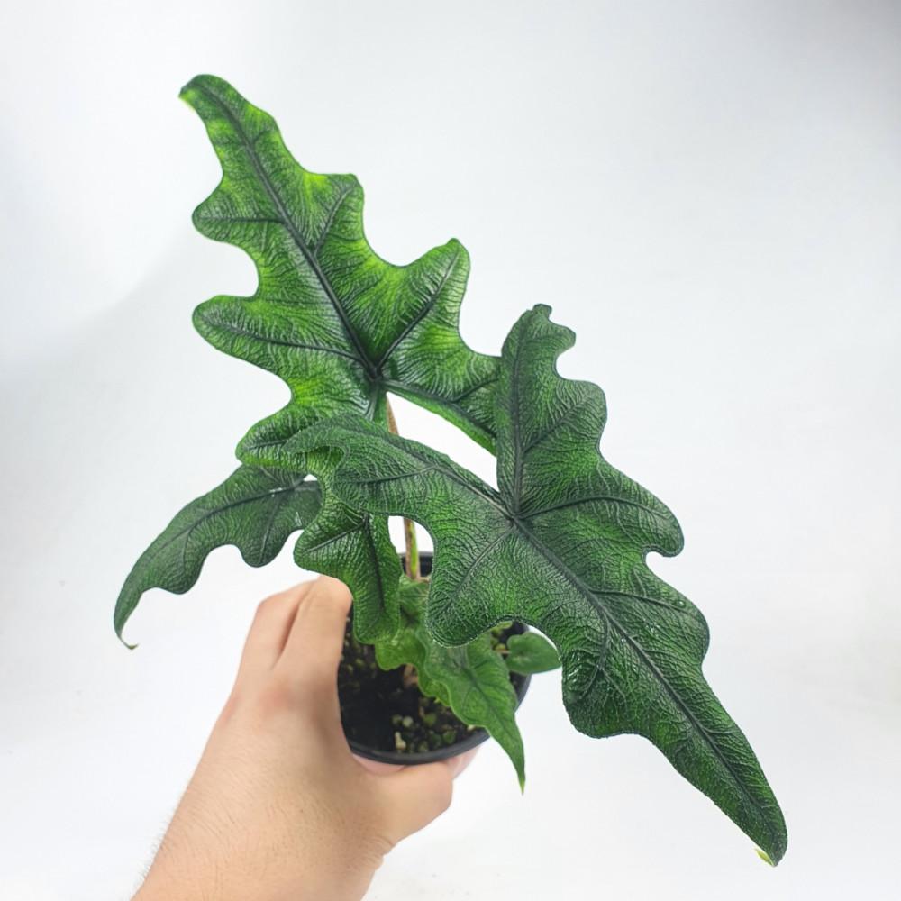 알로카시아 잭클린 Alocasia Jacklyn 공기정화식물 / OneGreenDay / 원그린데이