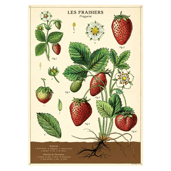 Cavallini Vintage Poster Strawberry