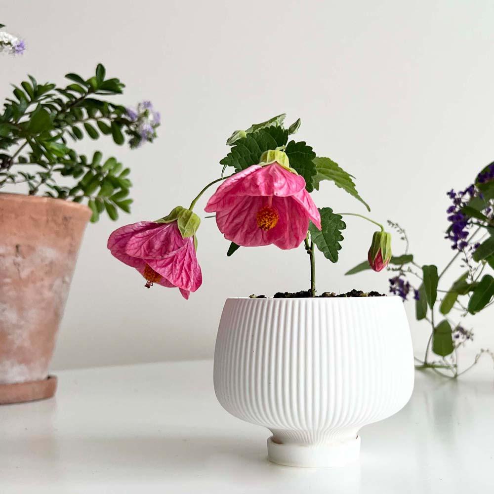 사랑스러운 꽃 화분 야생화 차이니스랜턴 페르시아 쥬리안 예쁜 반려식물