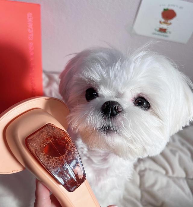 고양이 강아지 뽀송 스파 브러쉬 워터리스 드라이 샴푸 죽은털 엉킨털제거 빗