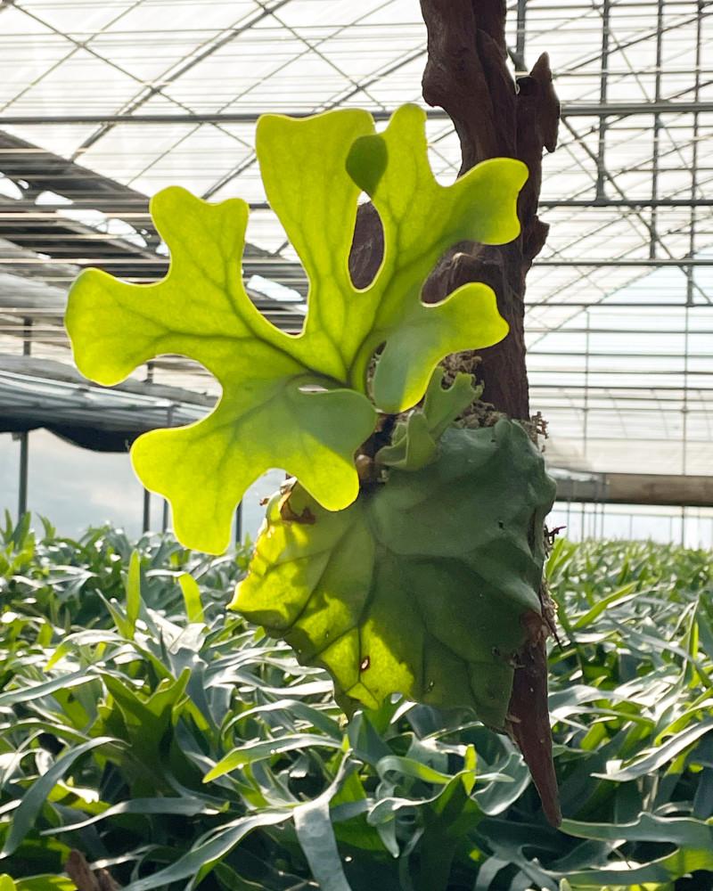 목부작 주문제작 박쥐란 리들리 공기정화 행잉 인테리어 식물